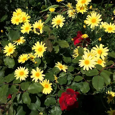 Apartamento Fabac Poreč